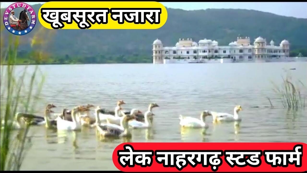 Lake nahargarh stud farm