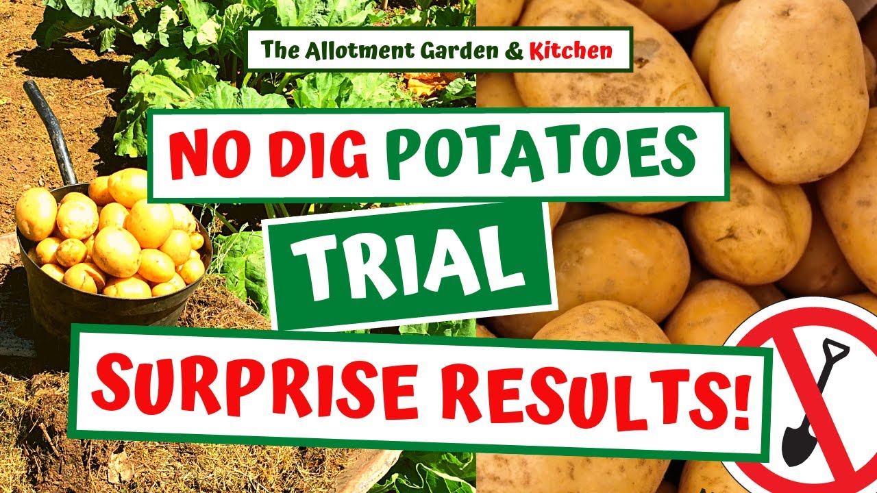 Effortless Potatoes – The SIMPLE Way to Grow Potatoes – No Dig and No Hassle! - Trial Results #93