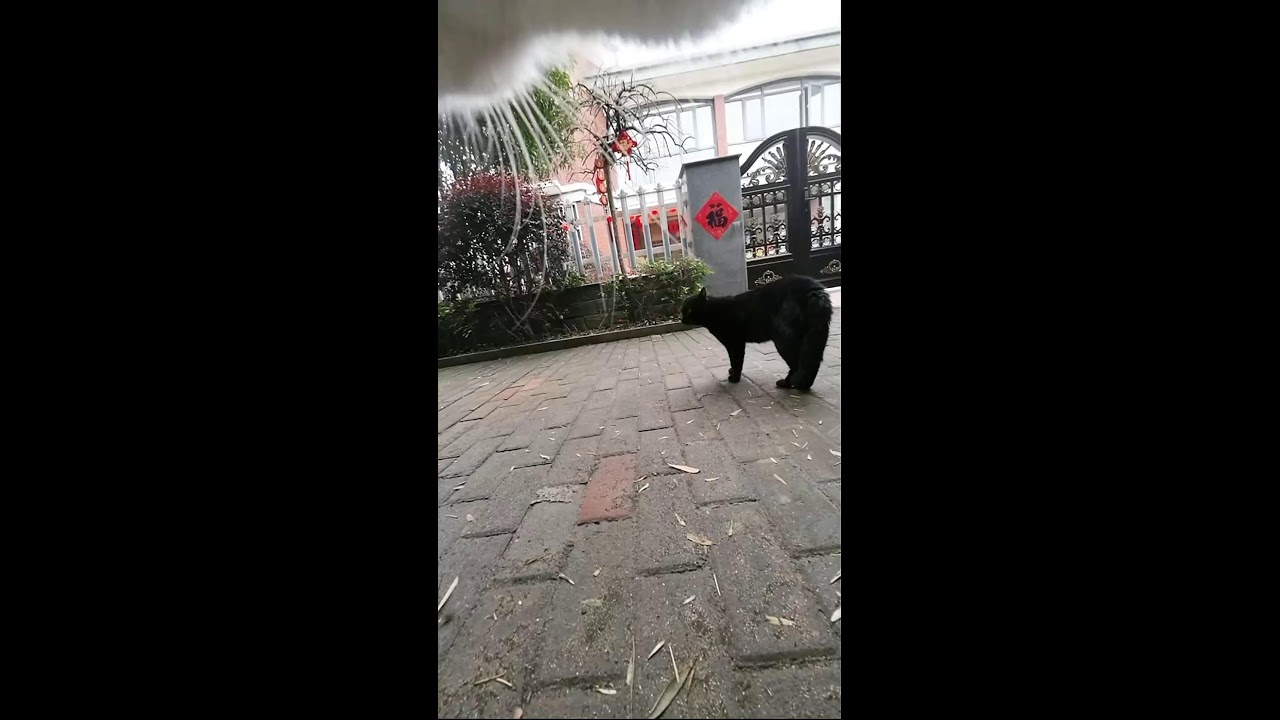 A Cat's First-Person Perspective｜猫の一人称視点｜ 2026-03-19 09:33:40