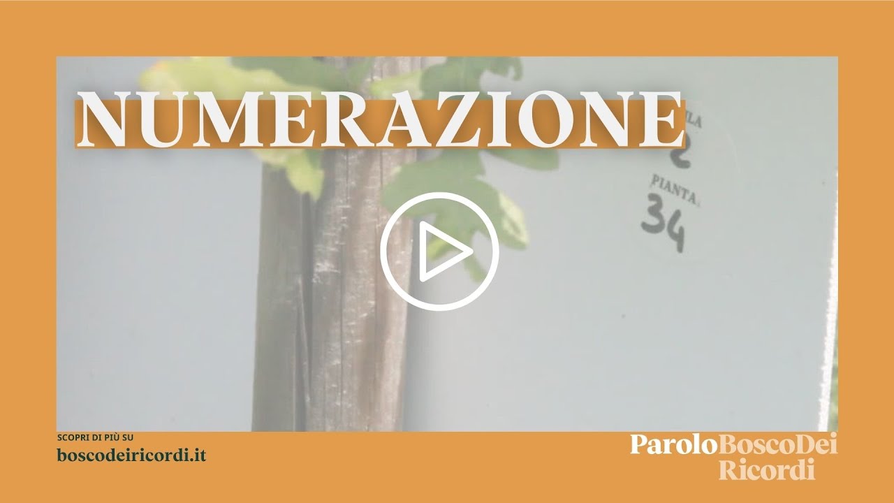 Bosco dei Ricordi - Novità del Progetto Bosco dei Ricordi_ La numerazione