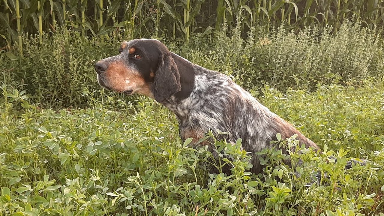 Monun,English Setter,Shkurtez,Quaglia #hunting