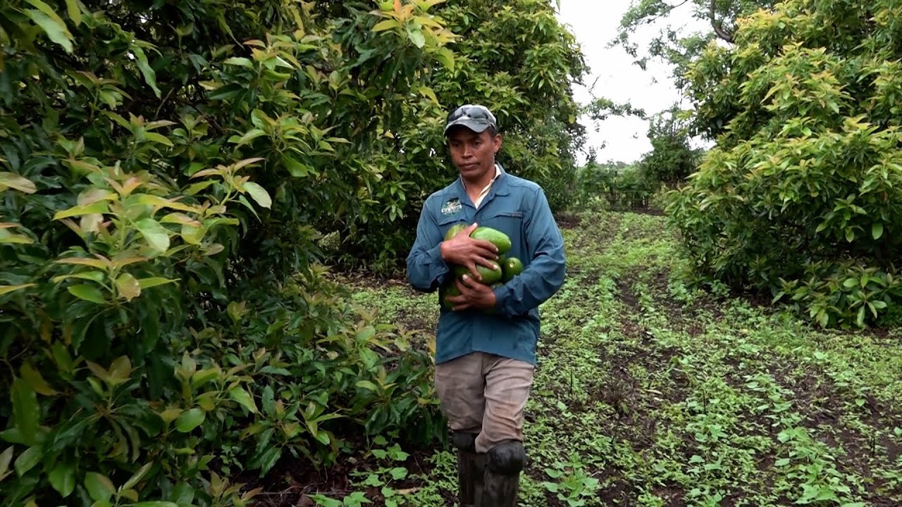 Nicaragua reporta aumento en la producción de aguacate