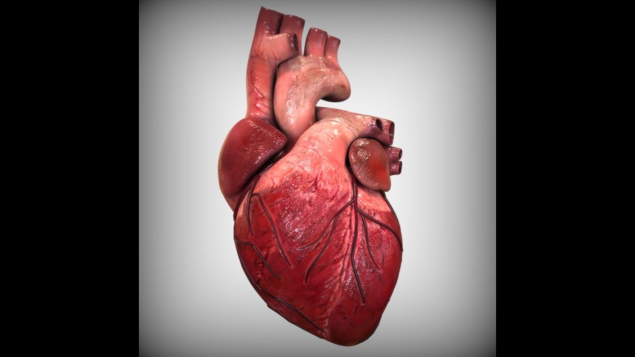 Human Anatomy Ch 19 The Heart P1