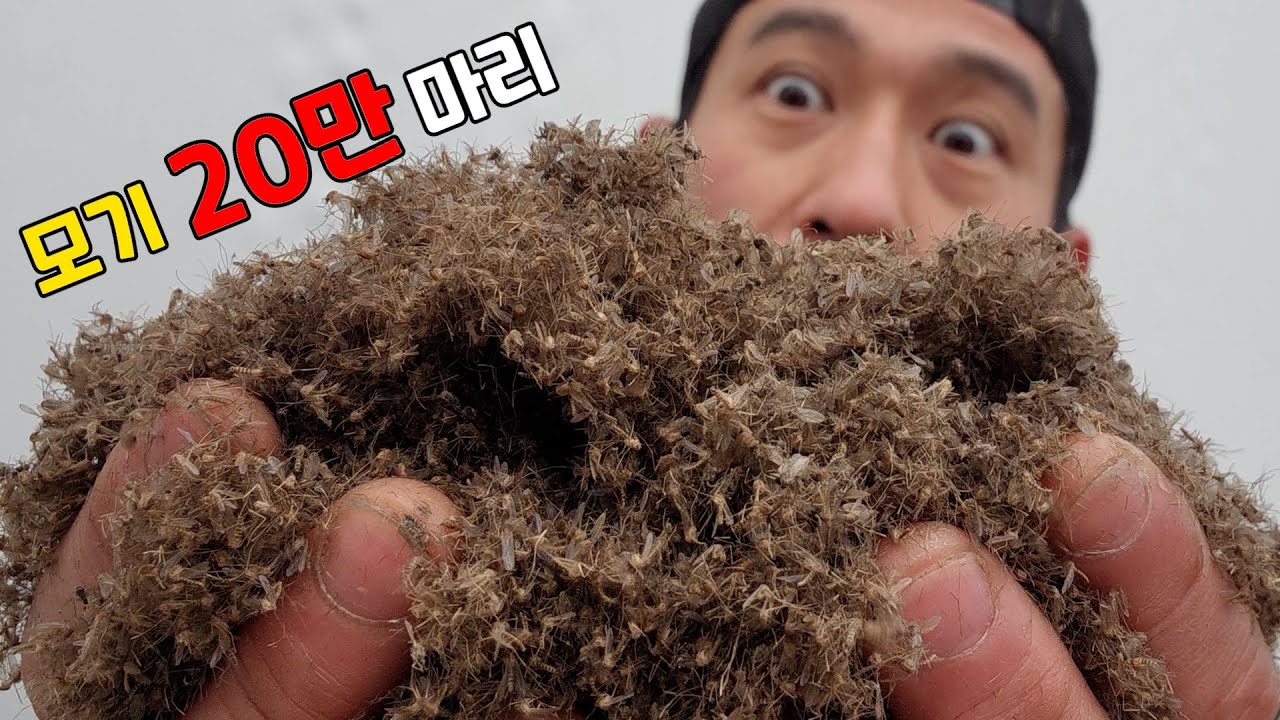 모기 20만 마리를 모아서 먹어봤습니다… (아프리카 모기 패티?)