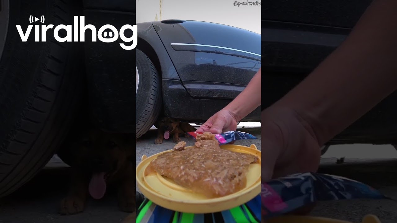 RC Car Feeding a Stray Dog || ViralHog