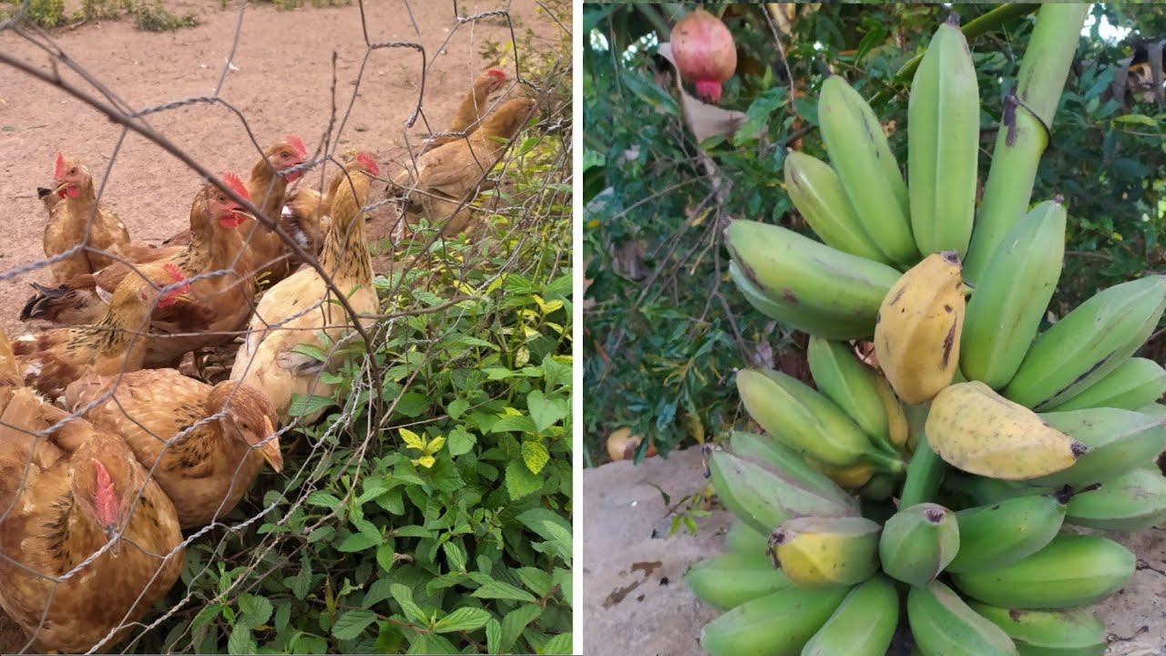 DIA DE COLHEITA DE FRUTAS AQUI NA FAZENDINHA 