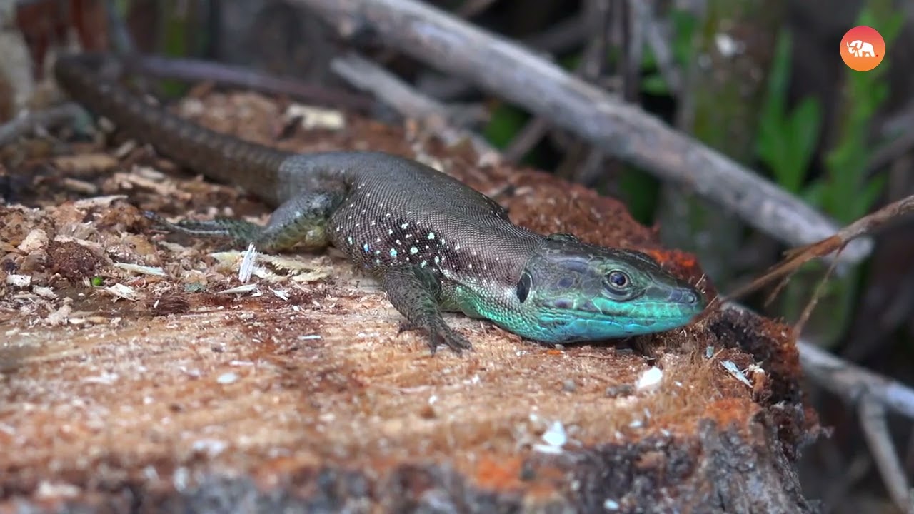 Why the Animals of the Grand Canyon Are Acting Strangely Lately!