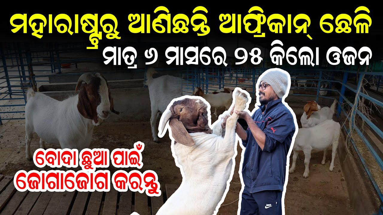 African boer cheli palana odia | Goat farming in odisha | Boer goat in odisha