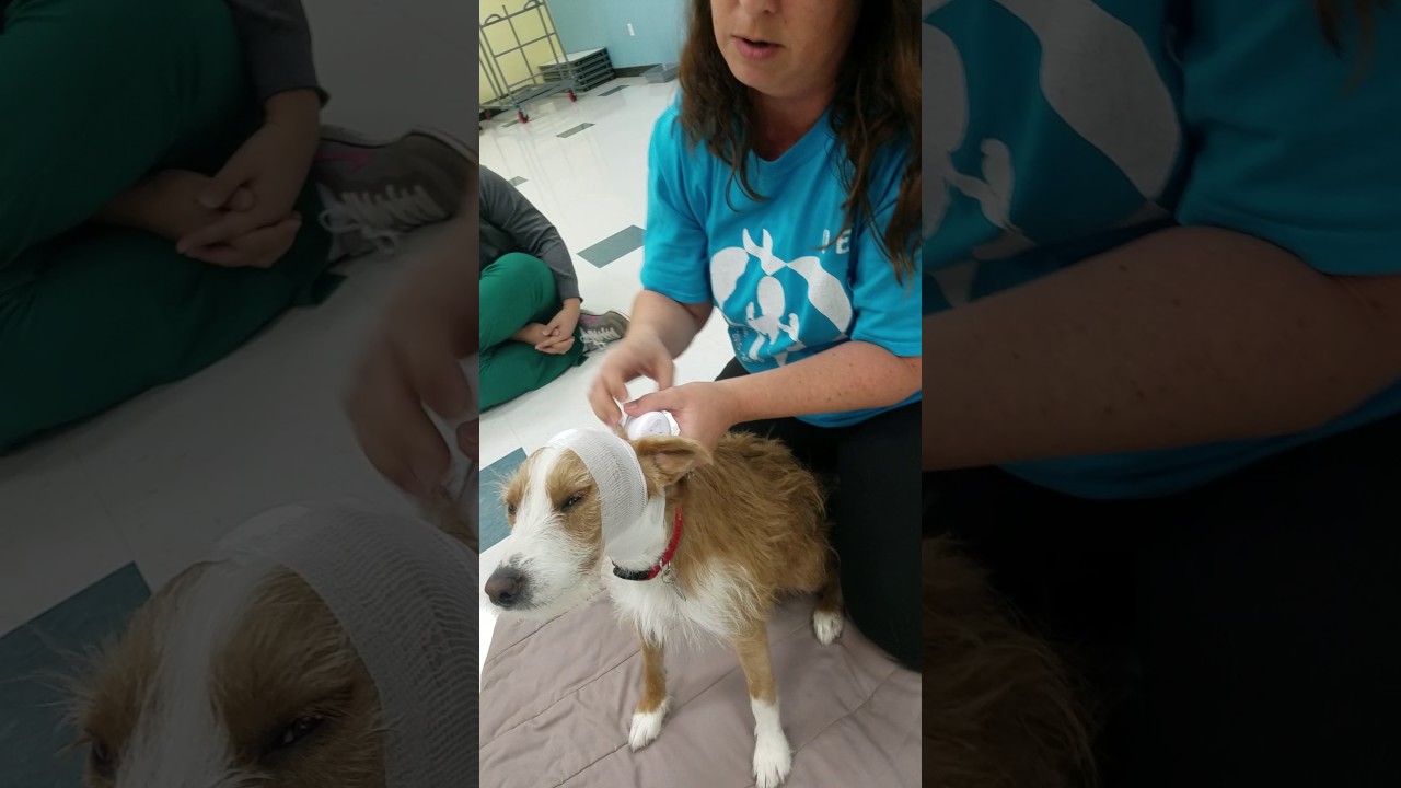 How to bandage a dog's bloody ear  #petfirstaid #petemergency #petfirstaid4u