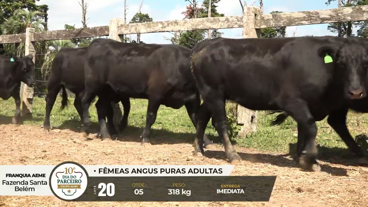 LOTE 20 - 10° Dia do Parceiro Grupo AEME - 06 e 07 de Fevereiro de 2026 Etapa das Fêmeas