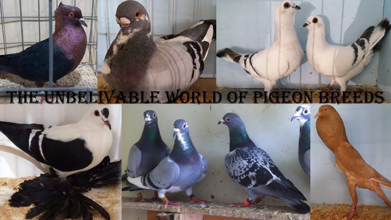 The Unbelievable World of Pigeon Breeds