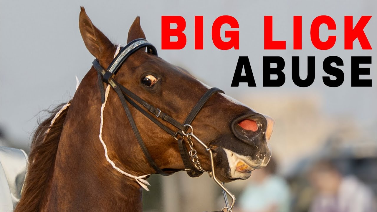 You Will Go to Jail - Big Lick Animal Abusers Protected by Sheriff Deputy!