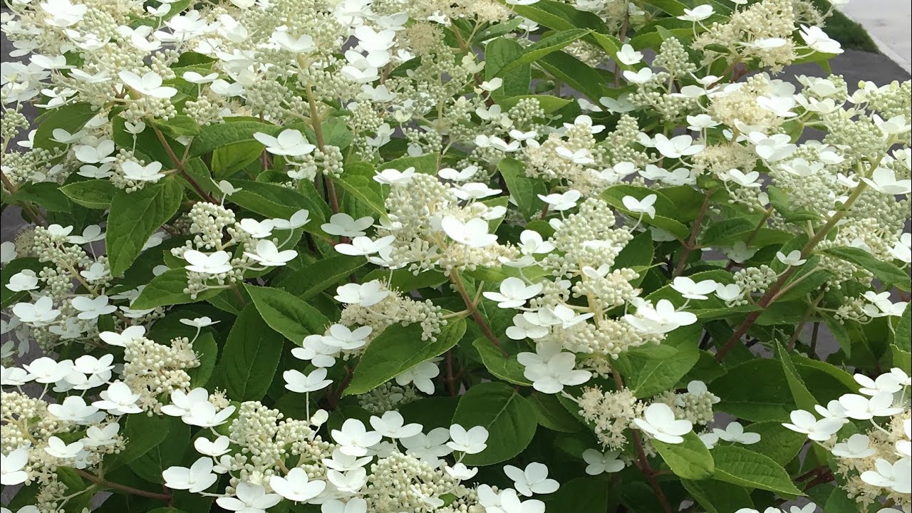 Quick Fire & Bobo Hydrangeas (Standard)