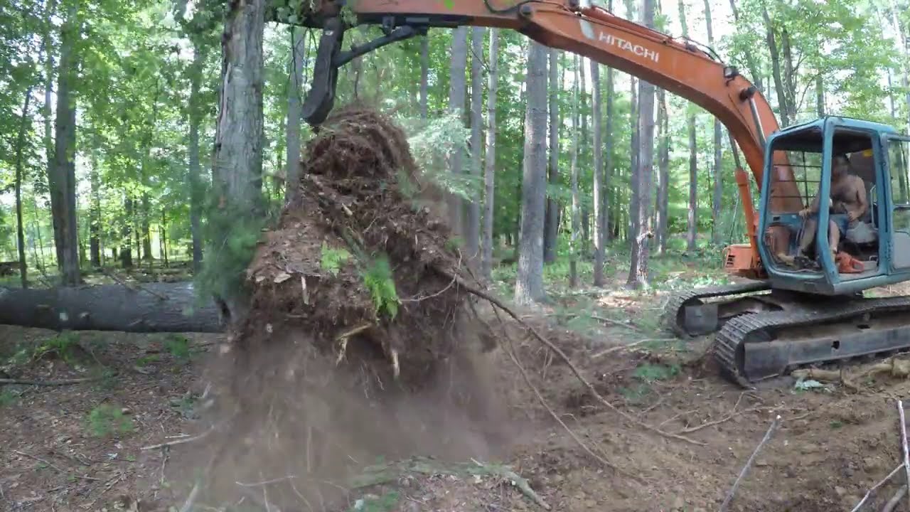 Cutting down saw mill trees