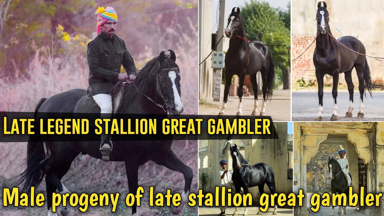 ग्रेट गेंम्बलर के बेहतरीन घोड़े || Male progeny of stallion great gambler || Exploring Gujarat 94