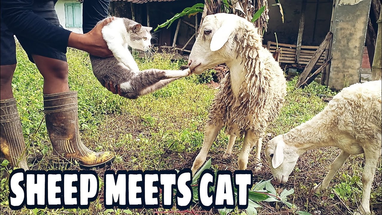 Sheep meets Cat