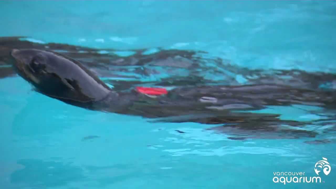 Spin, Little Northern Fur Seals, Spin!