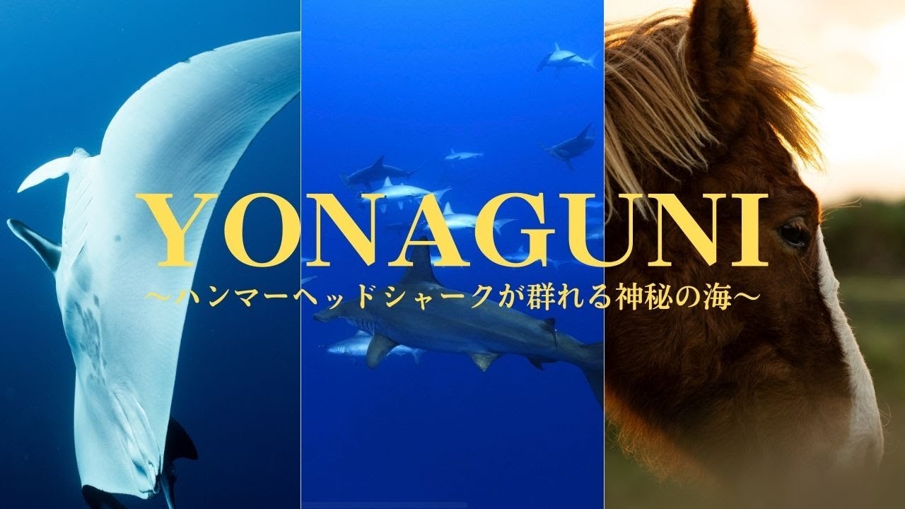 ハンマーヘッドシャークの圧倒的迫力！冬の与那国島のダイビングVLOG