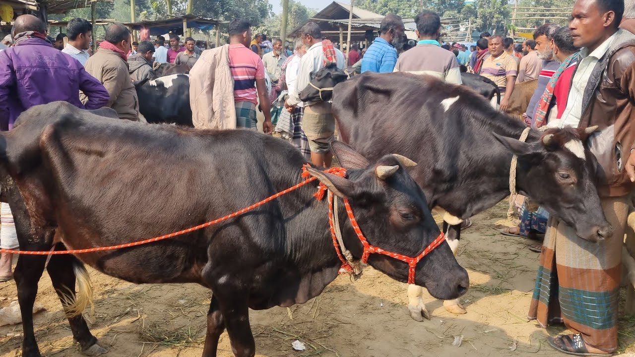 @আজ ২৭ জানুয়ারি ২৬ | মোটাতাজার উপযোগী শুকনো গাভী এবং বকনা গরুর দাম | আফতাবগঞ্জ হাট | দিনাজপুর 