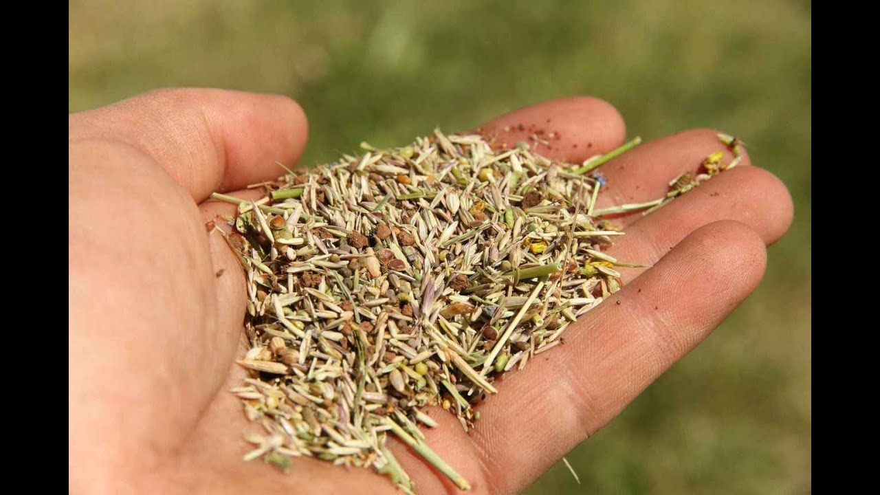 Les semences prairiales locales, expérimentations pour la biodiversité et l'autonomie