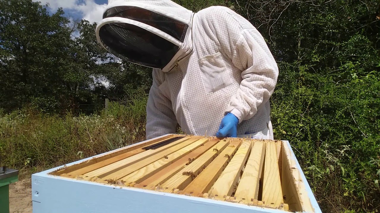 Update on BetterComb by Betterbee