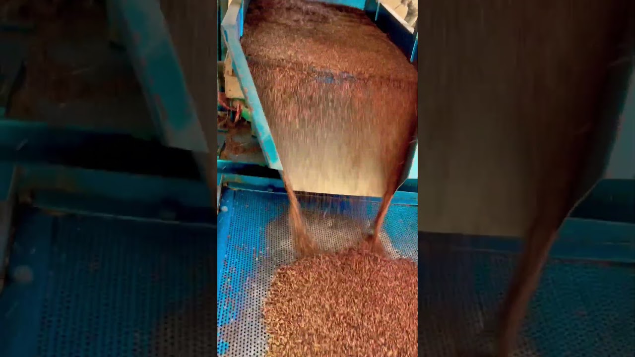 Ragi Millet Processing in a Nutshell: Quick and Engaging Video Highlights! #RagiMilletProcessing