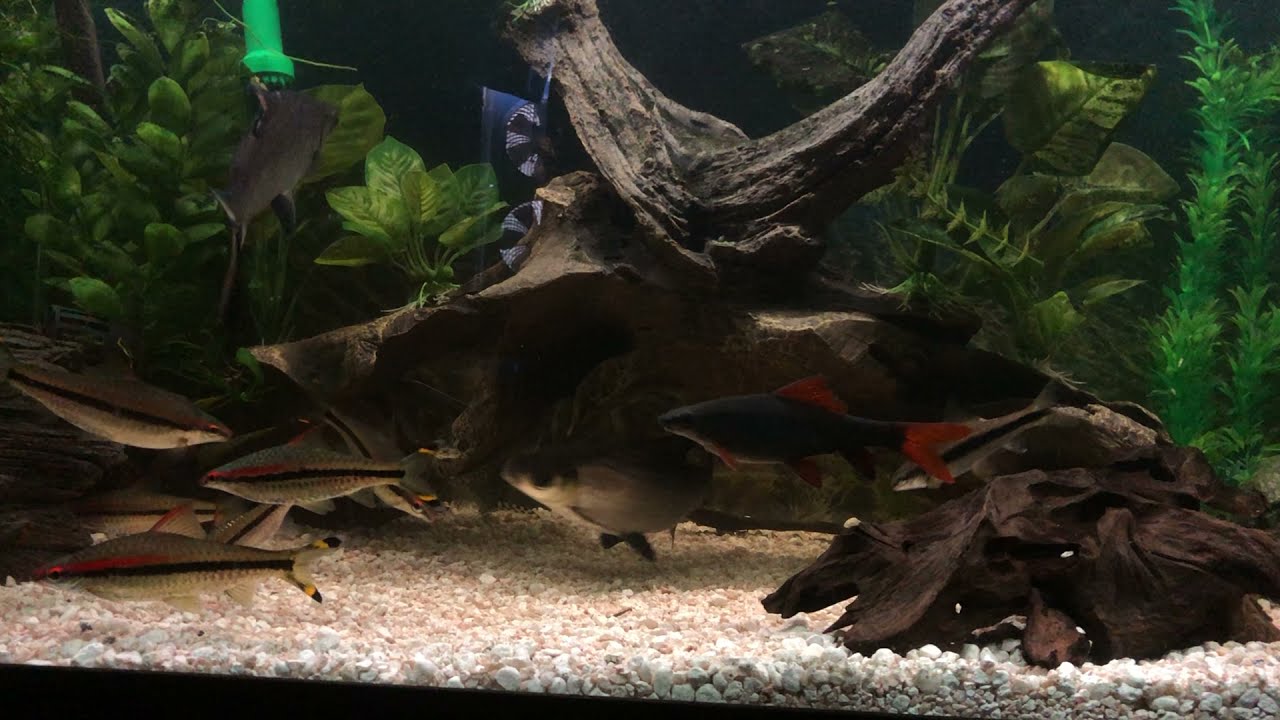 Getting On My Nerves : Rainbow Shark Aggression