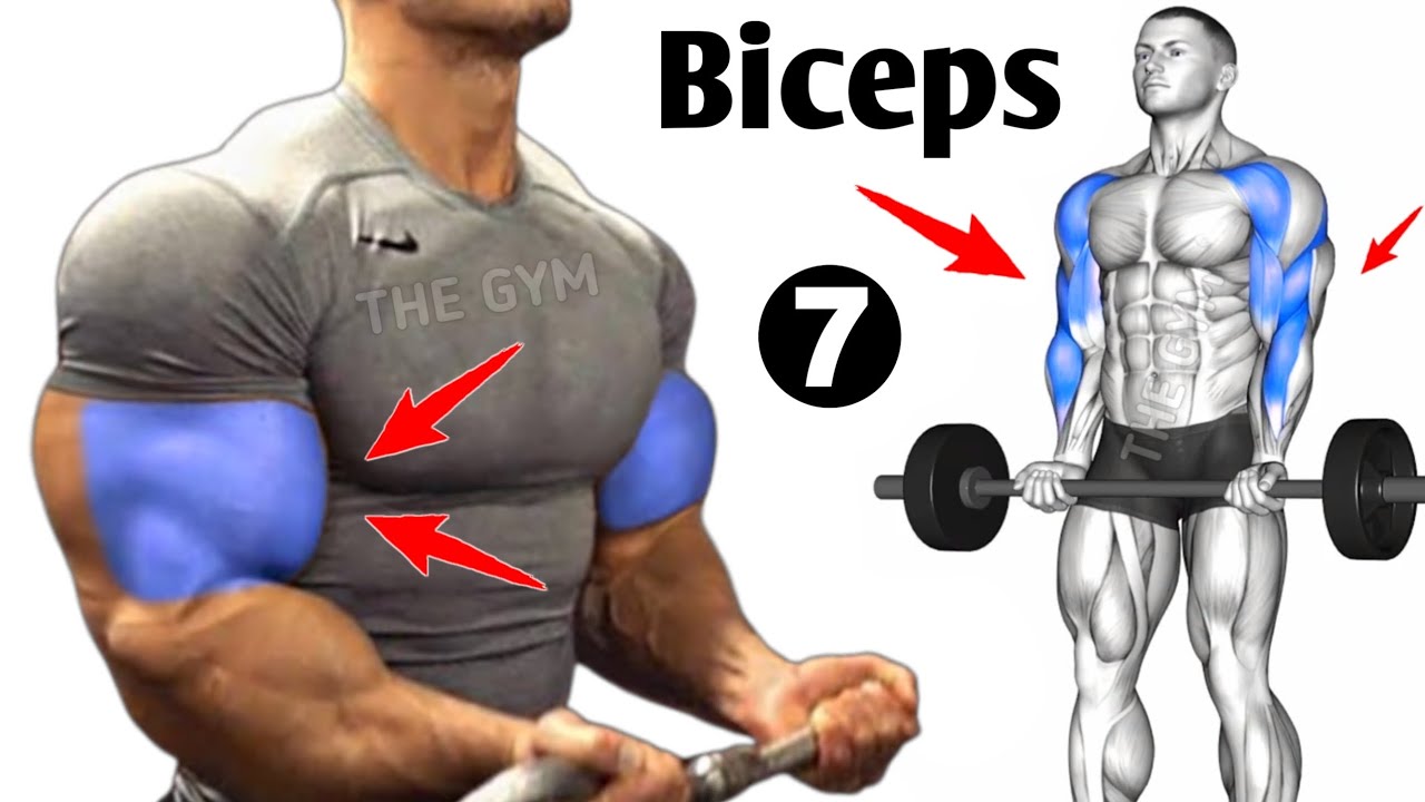 7 Best Biceps Workouts at Gym Get Stronger And Bigger Arms