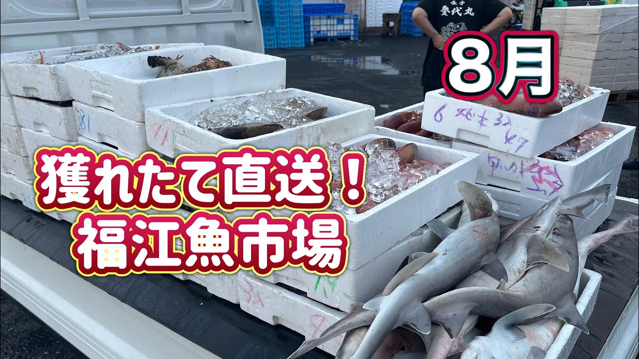 【福江魚市場】五島列島8月の水揚げ状況！夜明けとともに新鮮な魚が次々と水揚げされます。今朝は、大漁‼️