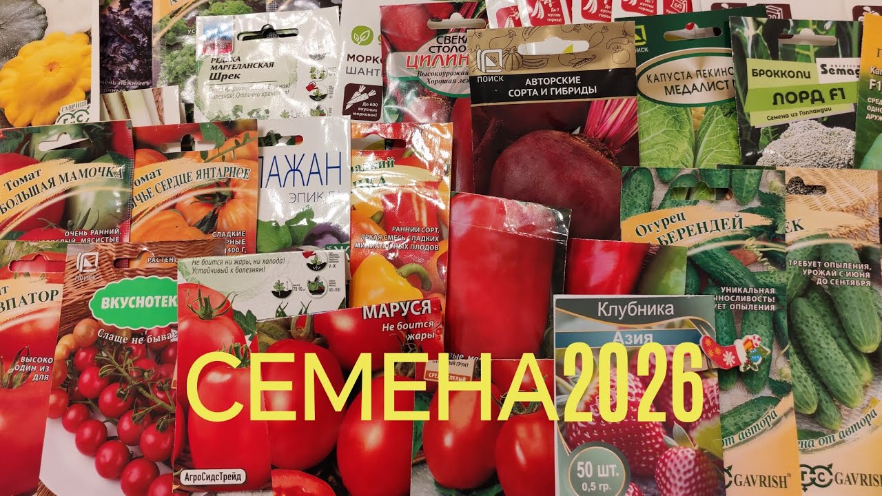 Обзор семян на 2026 год