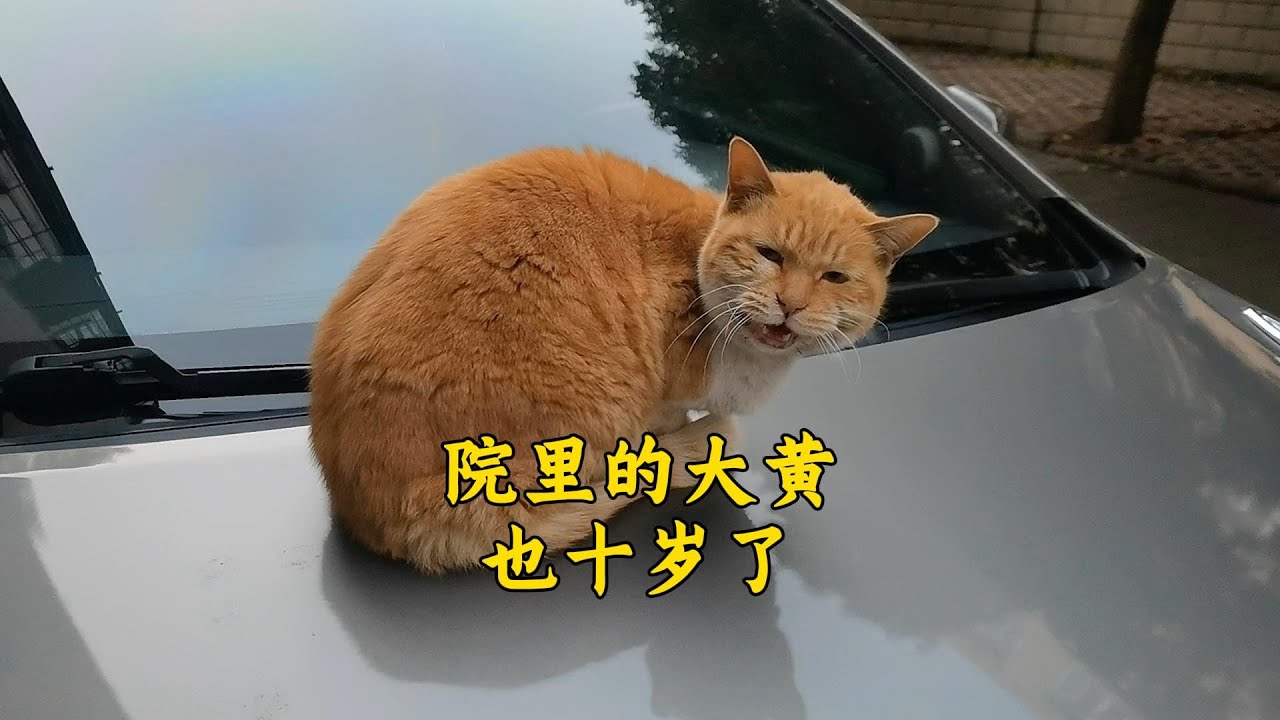 院里的母猫“大黄”也十岁了！