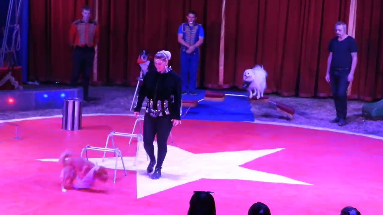 A circus special - Angela and her rascals / Ein Zirkus Spezial - Angela und ihre Rasselbande
