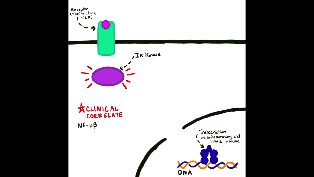 NF-kB Pathway