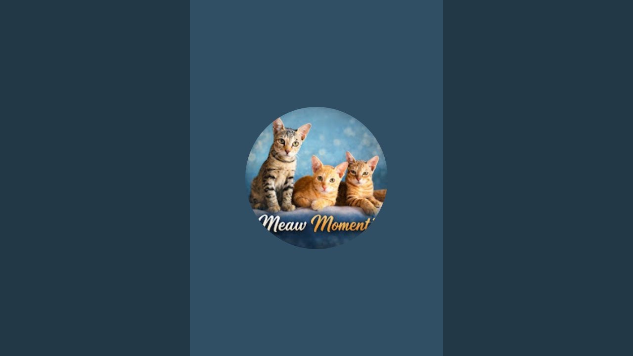 Adorable Cats 😍🐾
