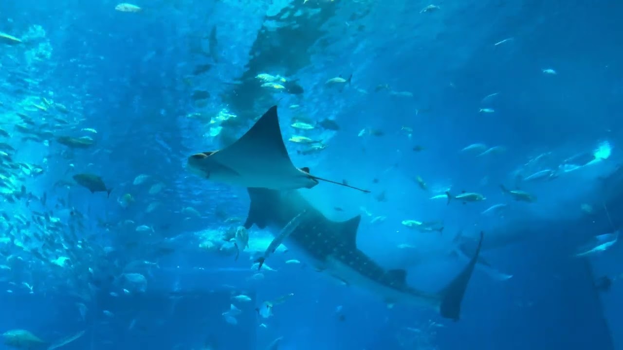 20250725沖繩美麗海水族館 03 鯨鯊