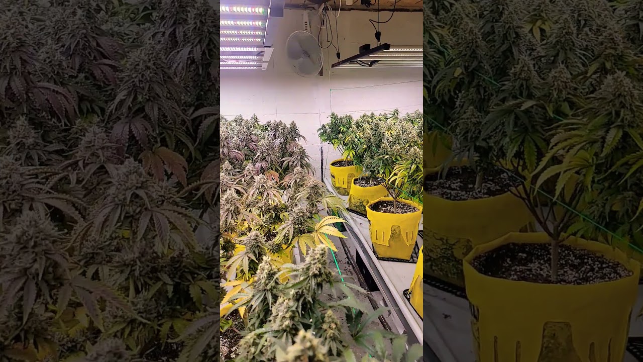 just flowers #420