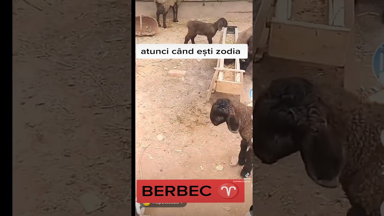 zodia berbec ♈😁😂😂😂
