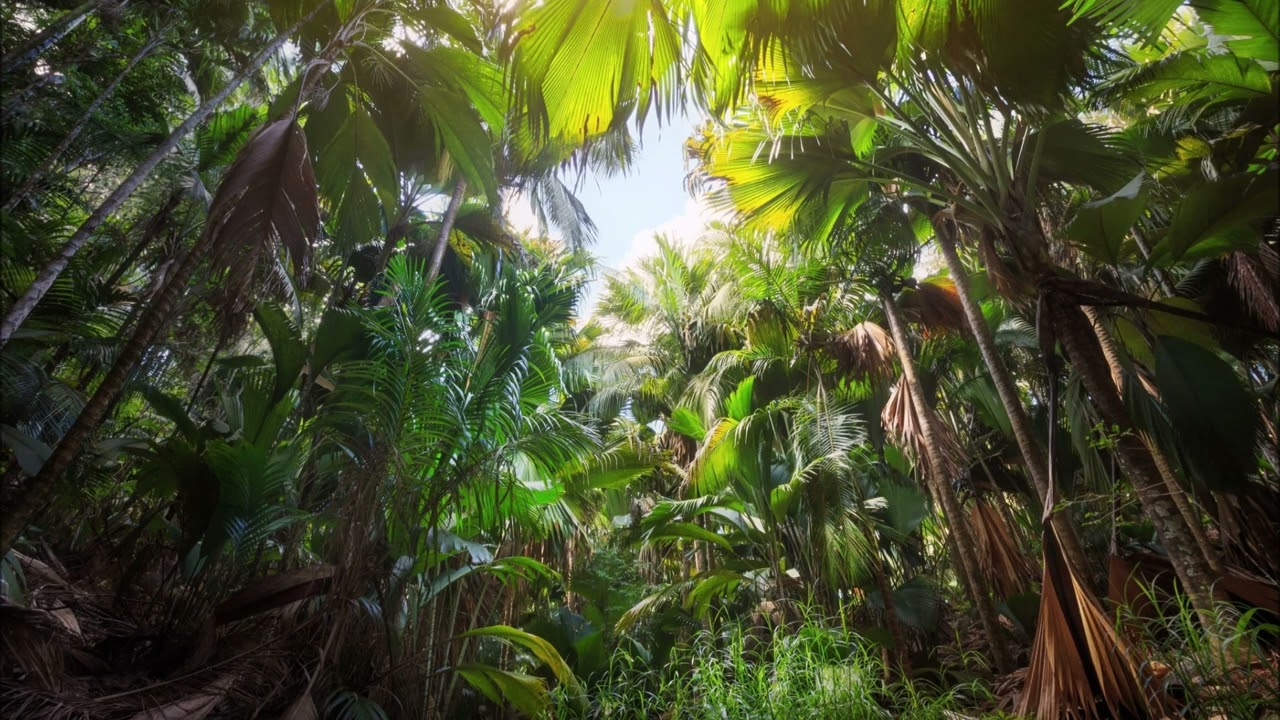 Brain Technology  -  Jungle Hippie