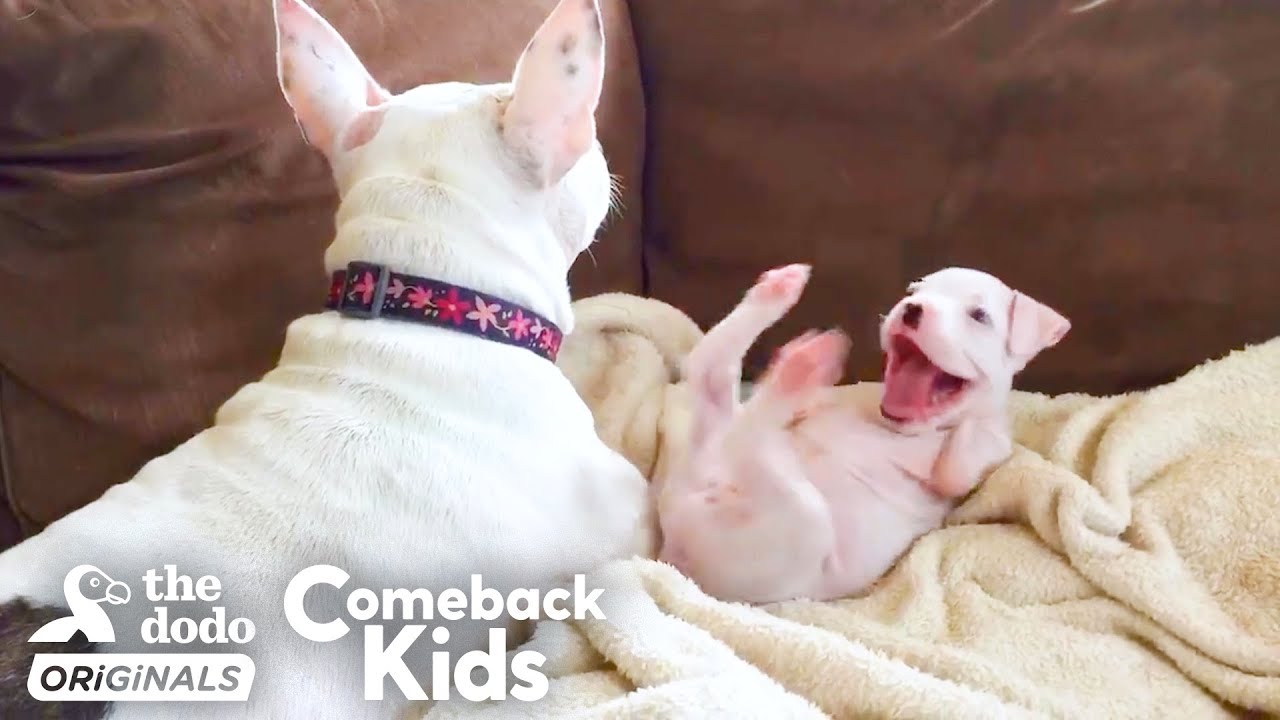 Nubby The 2-Legged Boxer Steals His Dad’s Heart | The Dodo Comeback Kids