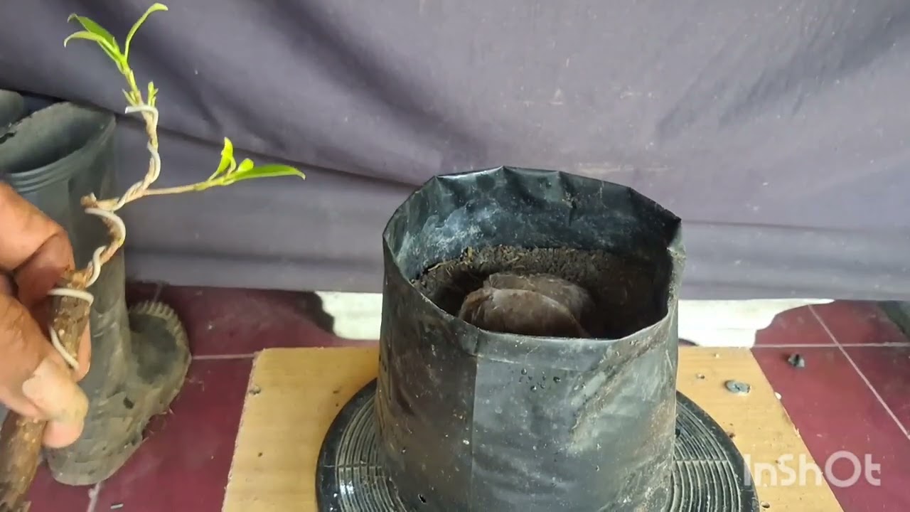 Membuat Bonsai Kimeng Shito dari bahan terbengkalai