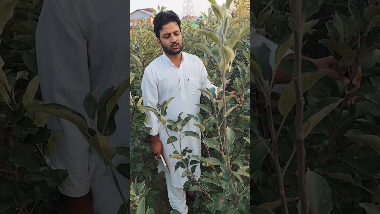 Pre Booking of High Density and Semi High density plants.. For Booking Call 7006349834