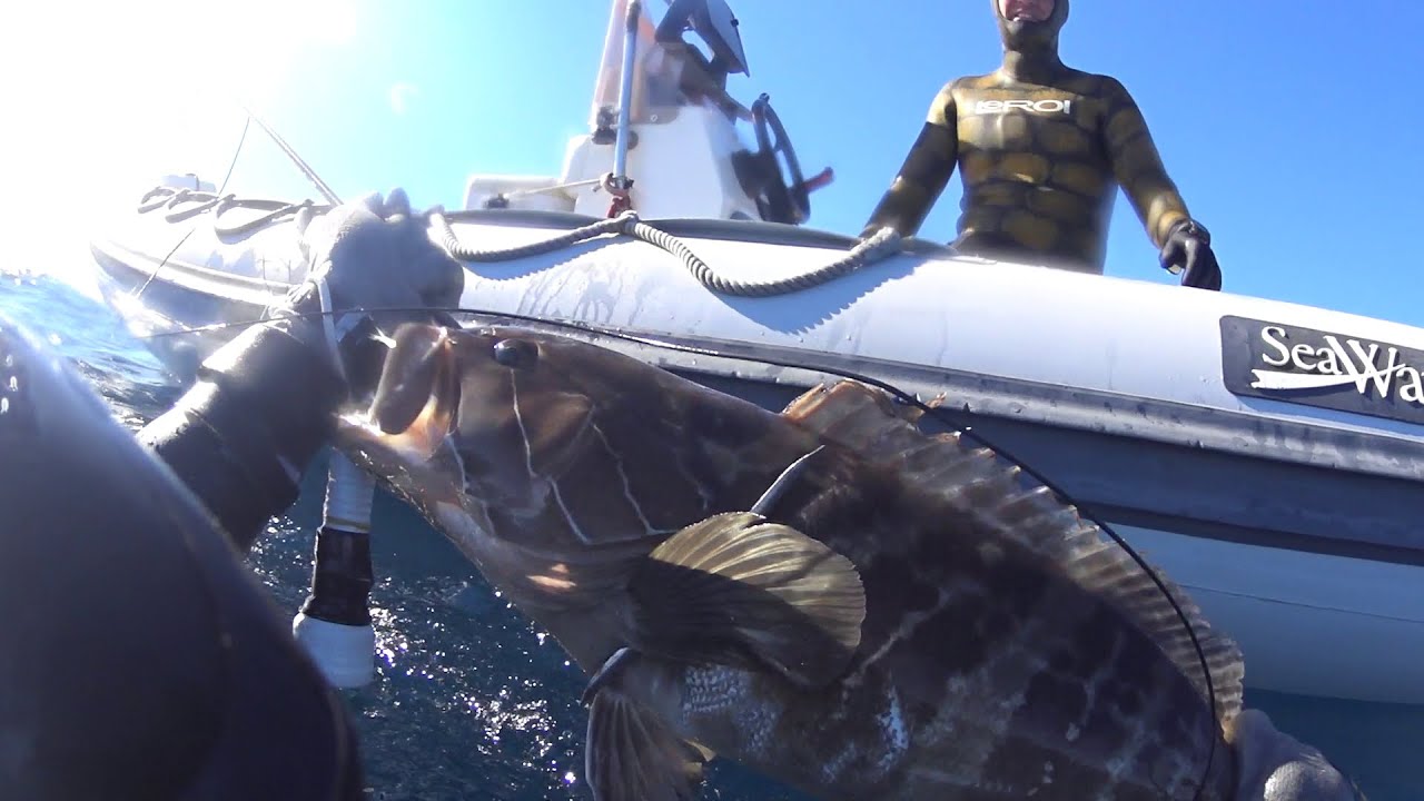 Pescasub: Corvine e cernia bianca nel grotto profondo sardo. Febbraio 2022