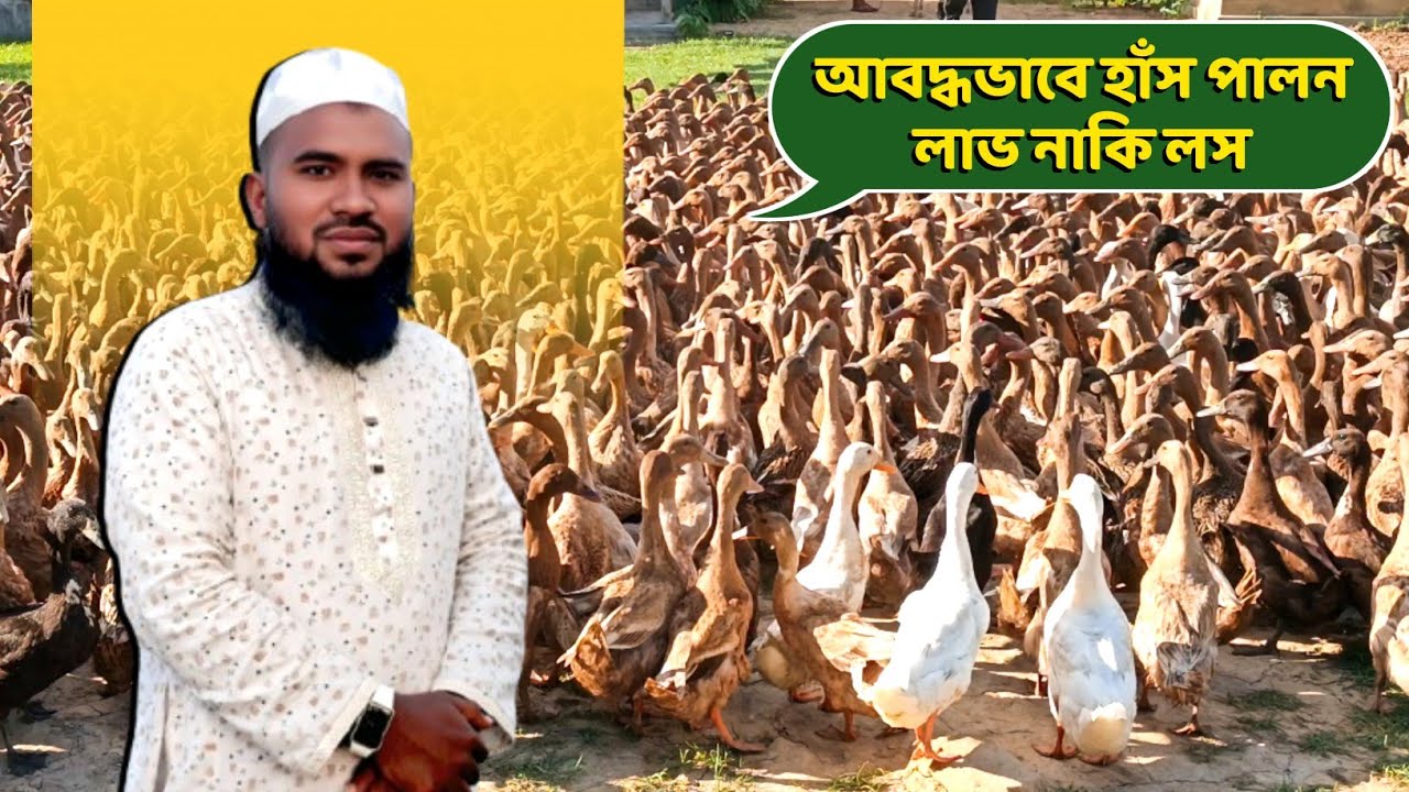 আবদ্ধ নাকি উন্মুক্ত? হাঁস পালনে লাভের সত্যতা | নাজাহ্ হাঁসের খামার | Duck Farming