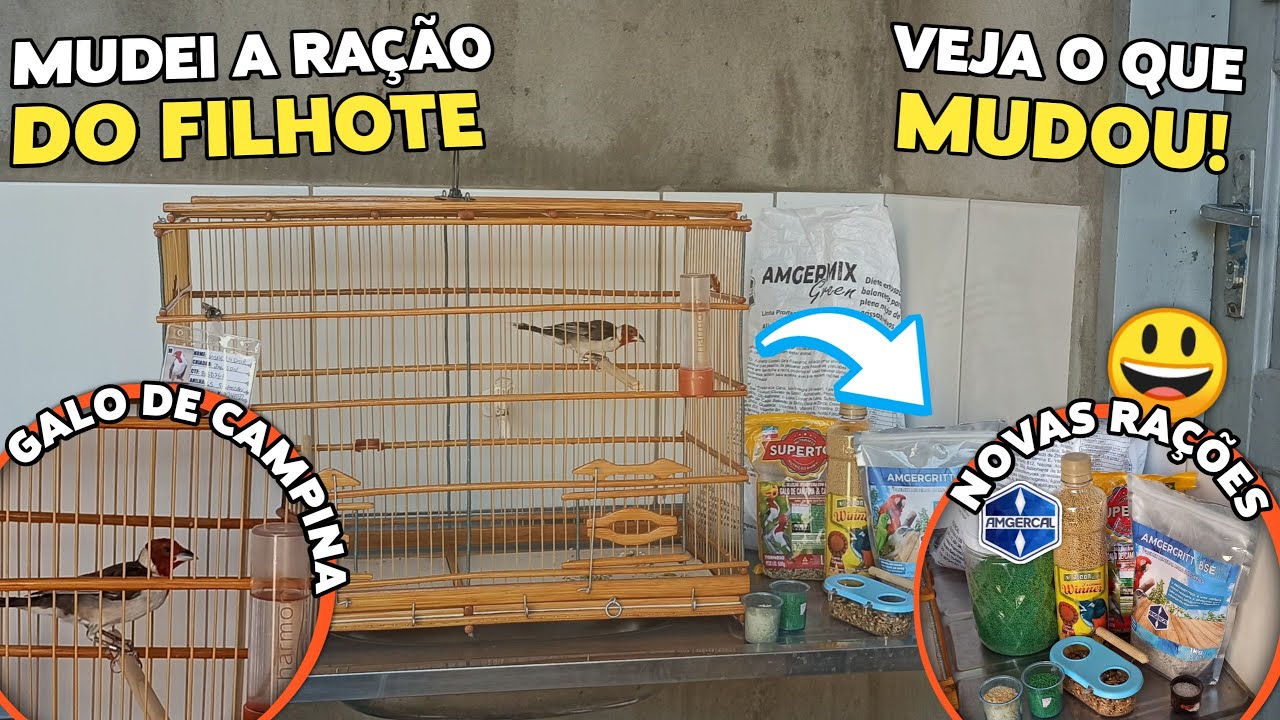 😃 ALIMENTAÇÃO PARA GALO DE CAMPINA - VIDEO ATUALIZADO 2023!