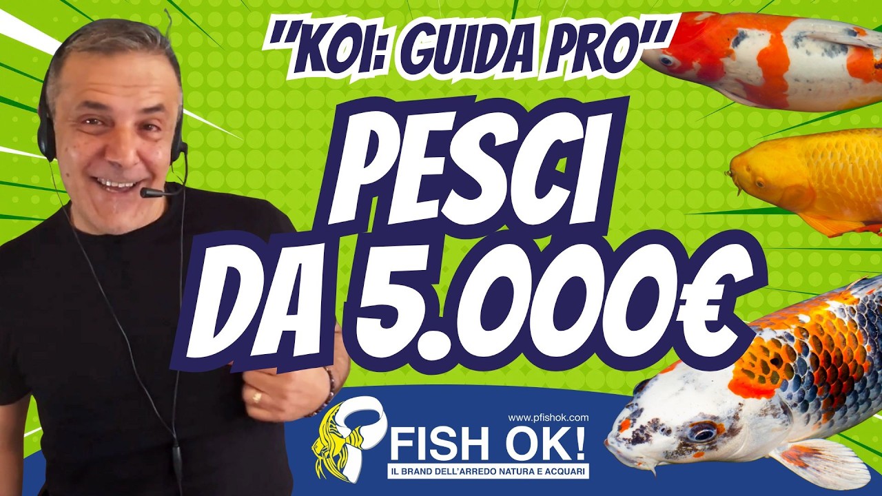 🇯🇵🐟 Le Carpe Koi:  Tutti i Segreti su come Allevare un Pesce da Migliaia di Euro