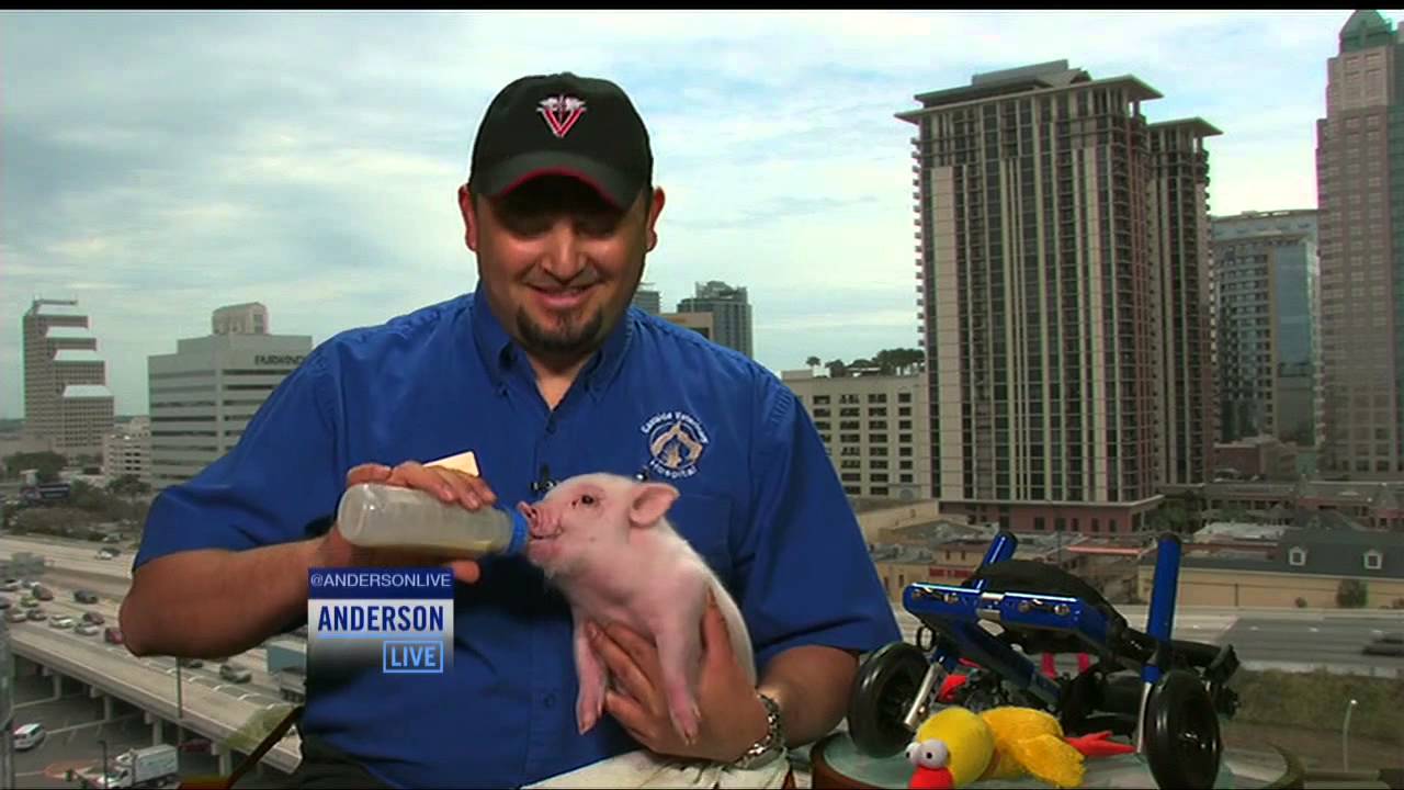 Meet the Inspiring Pig in a Wheelchair