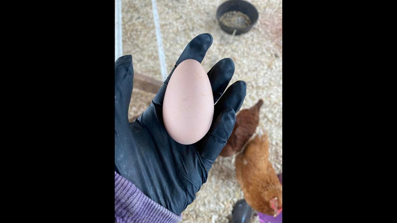 Barnside Chat- from pig teeth to jumbo eggs