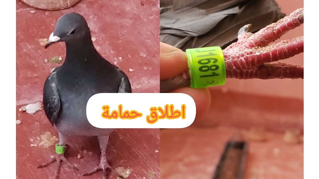 ضياع عدد كبير من الحمام في التدريب وإطلاق حمامة وشكرا على تعليقاتكم المفيدة