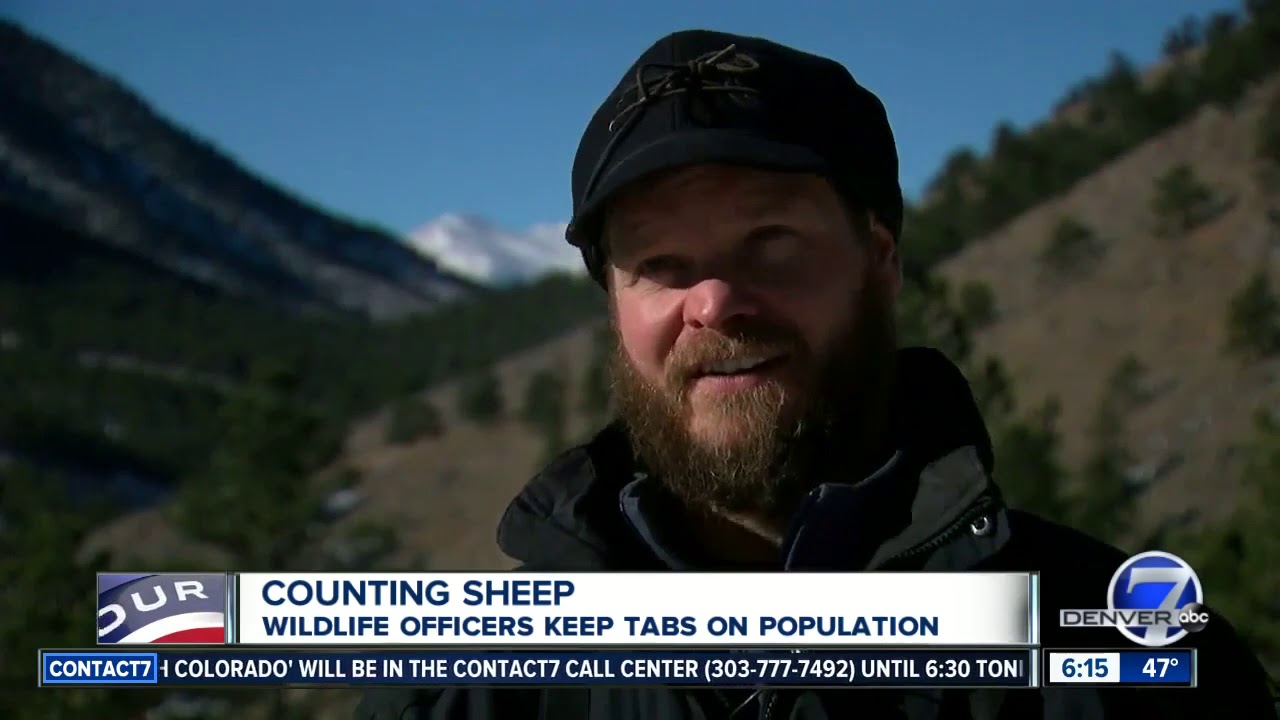 Counting sheep: Wildlife officers keep tabs on Bighorn sheep population