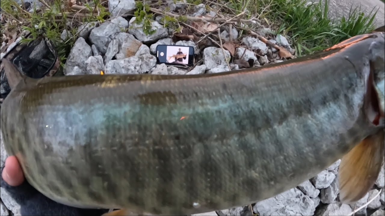 Multi Species Fox River Fishing